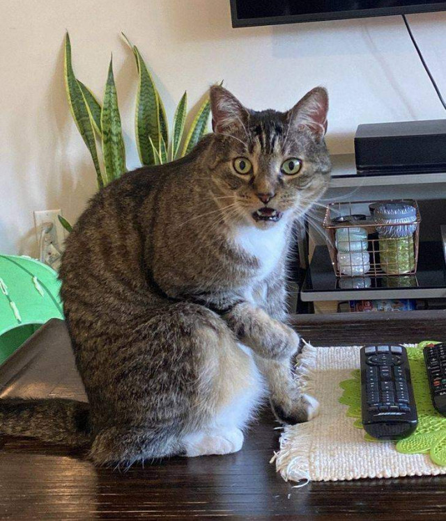 Коли побачив, що господар їсть щось смачненьке / Фото Reddit    